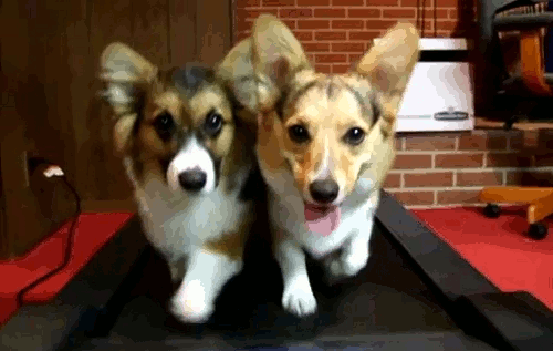Two dogs running on a treadmill