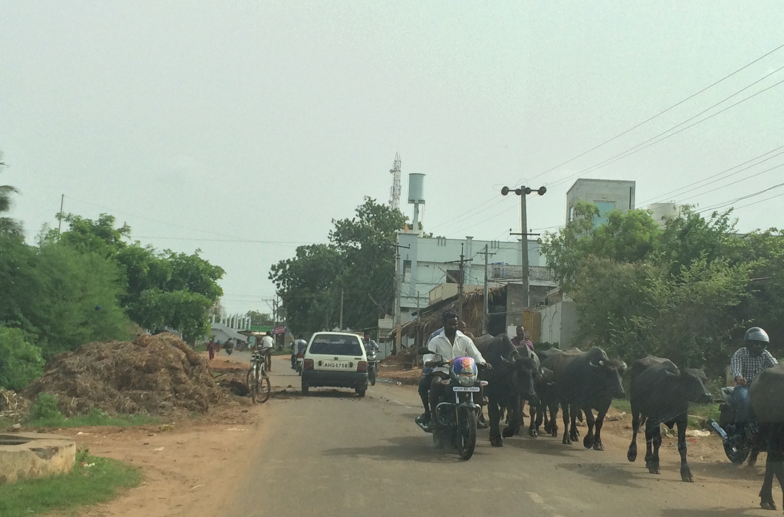Water buffalo on the street in India.