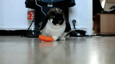 A rabbit nibbles on a carrot, another brain food great for snacking.