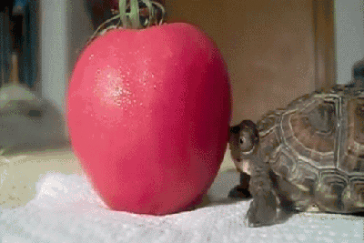 A turtle attempts to eat an apple, a great brain food to snack on.