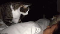 Cat waking it's owner